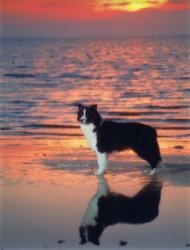 Ch. Trumagik Toucho Class