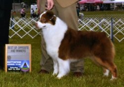 Bayshore Stonehaven Cat Call