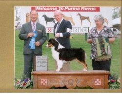 Ch Bayshore's Little Black Dress