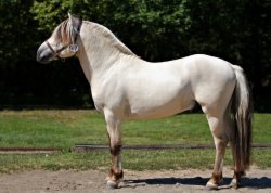 Bayshore Simen [White Dunn]