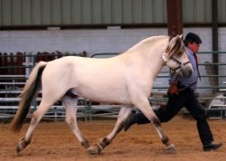 Bayshore Simen [White Dunn]