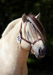 Bayshore Simen [White Dunn]