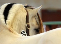 Bayshore Simen [White Dunn]