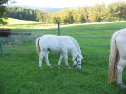 Bayshore Simen [White Dunn]