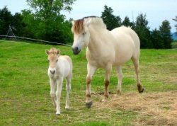 DC Bayshore Hildagard