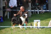 Romainian Ch Bayshore Stonehaven Tattletale "Dolly"