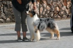 Italian/AKC Ch. Bayshore Triple Ex