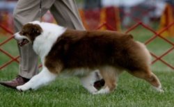 Bayshore Stonehaven Cat Call