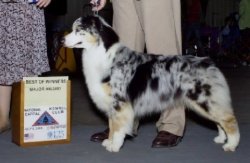 Bayshore's The Cats Meow