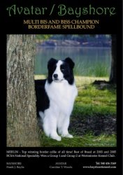 BIS BISS Ch. Borderfame Spellbound