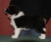 Ch Bayshore's Love Potion at Avatar..show pup from 1st litter