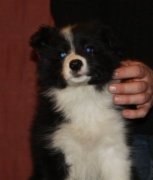 Older Sister of Chocolate Pups {See Sami adult pics under BC section}