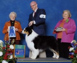 AKC/ASCA/ENG Ch. Heatherhill Shock n' Awe