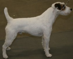 Toutchstone Absolut Passion