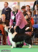English,American CH Avatar One Nite Stand @ Bayshore "Riley At Crufts W/ Sue