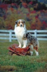 Ch. Bayshore Russian Roulette