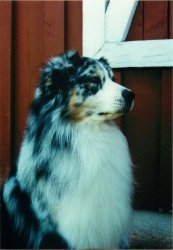 BIS/BISS Ch. Bayshore Flapjack