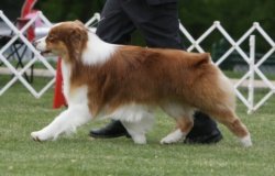 Rosemere Fat Cat At Bayshore