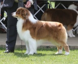 Rosemere Fat Cat At Bayshore