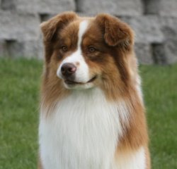 Rosemere Fat Cat At Bayshore