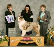 Bayshore Stonehaven Simply Smashing "Armani" shown goin WD,BOW at Wichita Speci