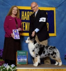 Bayshore's The Cats Meow