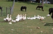 Ponies and Geese Graising
