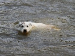 Ch Bayshore's Crumudgeon