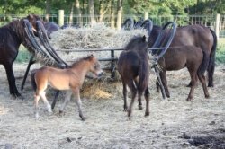 Bay filly sired By Thistledown Rob Roy