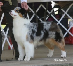 Ch Bayshore's Bumble Bee