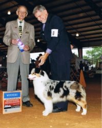 Ch Bayshore's Bumble Bee