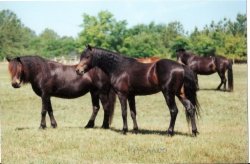 Maverick as a youngster with Dido, pic from Susan Deuterman 