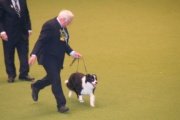 English,American CH Bayshore Avatar British Connection, Crufts BOB winner 2010