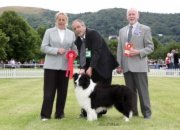 Eng,Am Borderfame I Am I Said Shown goin Best veteren In Show