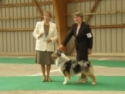 FCI Ch Bayshore's American Idol Ist FCI Champion Australian Shepherd in the worl