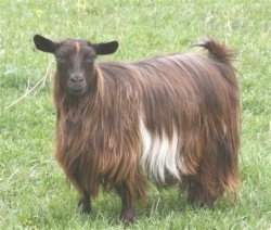 MCH Bayshore's Short And Sweet