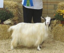 MCH Bayshore's Skittles