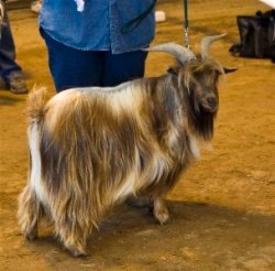 shown going reserve Grand Champion Jr Buck