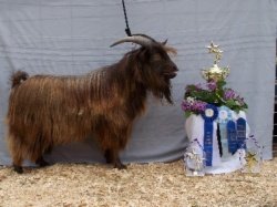 MCH Bayshore's Cocoa Puff