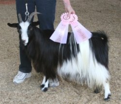 MCH Bayshore's Daisy Duke