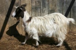 Bayshore's Moonlight Melba