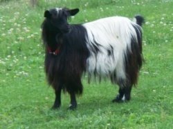 Bayshore's Strawberry Wine