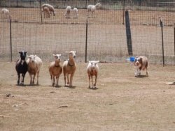 Bayshore's Sam I Am Of Avatar PT