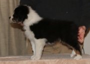 Black Tri Male # 3 (Natural Bob)