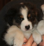 Black Tri Male # 3 (Natural Bob)