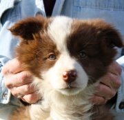 Chocolate Female BC {Retained}