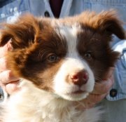 Chocolate BC Male {For Sale}