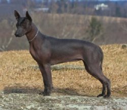 Bayshore's Lavida Loca