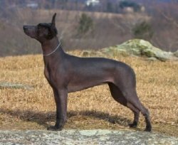 Bayshore's Lavida Loca