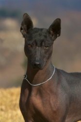 Bayshore's Lavida Loca